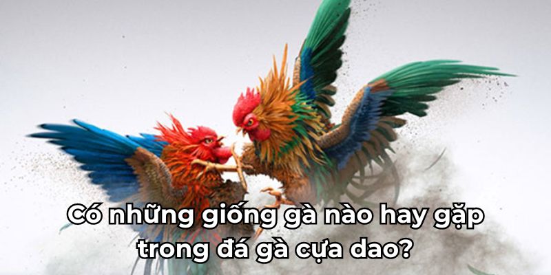 Có những giống gà nào hay gặp trong đá gà cựa dao?