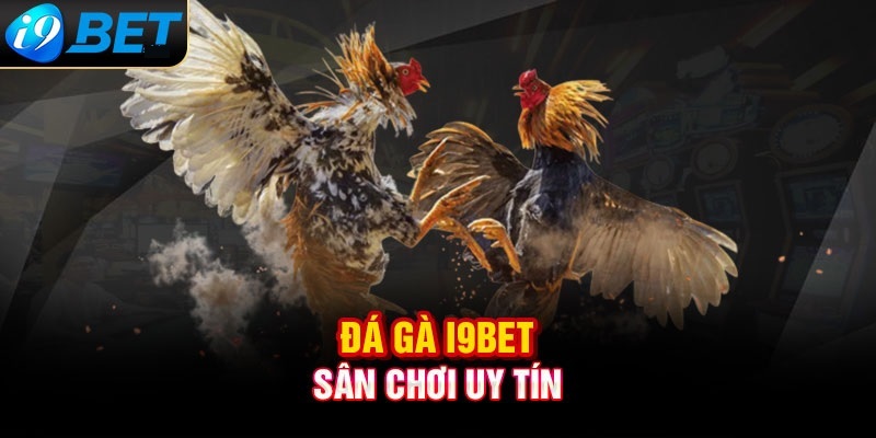 Giới thiệu về sảnh đá gà i9bet