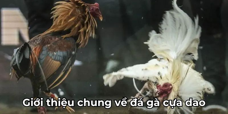 Giới thiệu chung về đá gà cựa dao