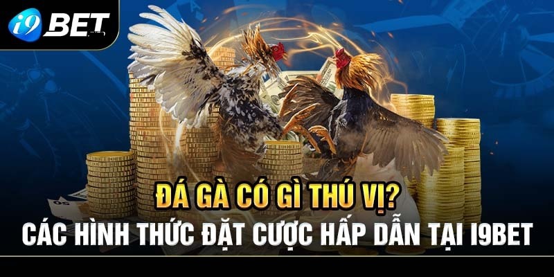 Các hình thức chọi kê phổ biến tại đấu trường i9bet